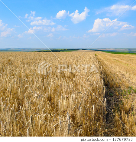 Wheat field and colorful sky. Wheat field and colorful sky. 127679783