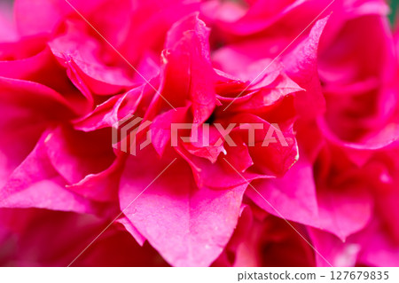 Closeup vibrant pink bougainvillea bracts with shallow depth of field Closeup vibrant pink bougainvillea bracts with shallow depth of field 127679835
