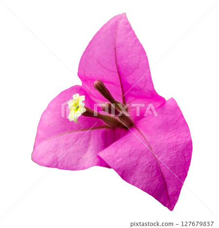 Pink bougainvillea flower with white center isolated on white background 127679837