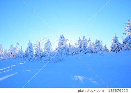 Japan, Nagano Prefecture, Shiga Kogen, blue sky and frost-covered trees Japan, Nagano Prefecture, Shiga Kogen, blue sky and frost-covered trees 127679953