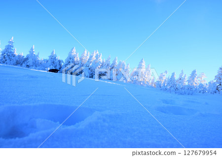 Japan, Nagano Prefecture, Shiga Kogen, blue sky and frost-covered trees 127679954