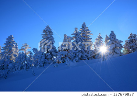Japan, Nagano Prefecture, Shiga Kogen, blue sky and frost-covered trees Japan, Nagano Prefecture, Shiga Kogen, blue sky and frost-covered trees 127679957