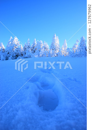 Japan, Nagano Prefecture, Shiga Kogen, blue sky, frost-covered trees and footprints 127679962