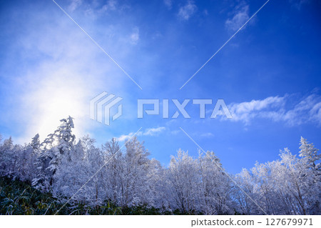 日本長野縣志賀高原，藍天和霜凍的樹木 127679971