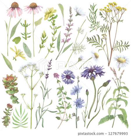 Watercolor illustration of pharmaceutical medicinal plants.Hand-drawn isolated set on white background.Delicate realistic images of flowers and leaves of herbs for packaging, textiles, printing, cards Watercolor illustration of pharmaceutical medicinal plants.Hand-drawn isolated set on white background.Delicate realistic images of flowers and leaves of herbs for packaging, textiles, printing, cards 127679993