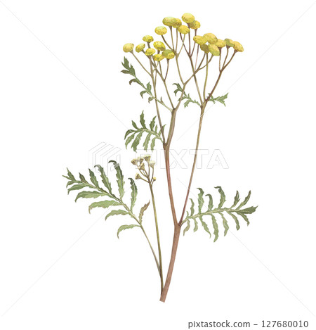 Watercolor illustration of tansy. Hand-drawn isolated clip-art on white background. Delicate realistic images of herbs for packaging, textiles, printing, holiday cards, wedding, menu Watercolor illustration of tansy. Hand-drawn isolated clip-art on white background. Delicate realistic images of herbs for packaging, textiles, printing, holiday cards, wedding, menu 127680010