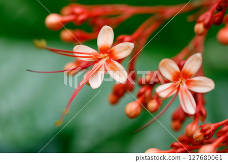 Closeup of Pagoda Flower Clerodendrum paniculatum tropical flowers with soft peach petals and red stamens in natural floral background 127680061