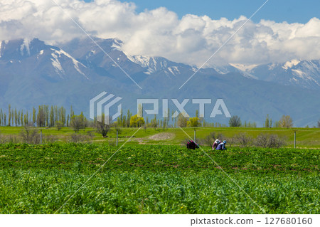 Three adults harvesting crops in peaceful rural field 127680160