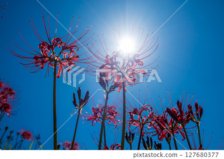 Red spider lilies and sunlight shining against the blue sky 127680377