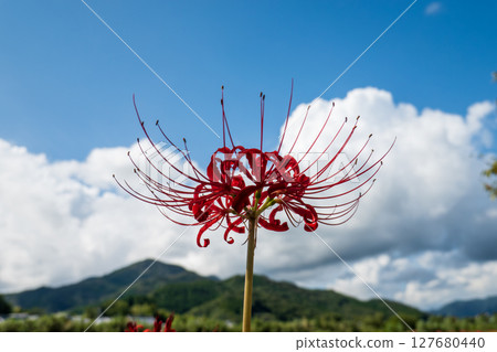 秋天的山村，紅花盛開 127680440