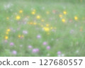 Dandelion and red clover blooming landscape 127680557