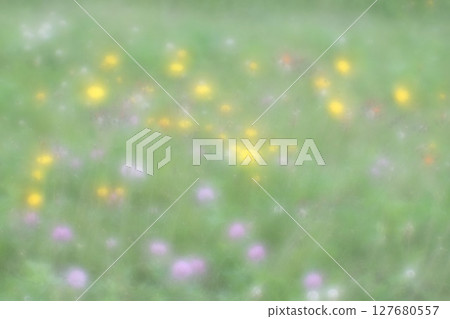Dandelion and red clover blooming landscape 127680557