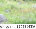 A natural rock garden with red clover and dandelions blooming 127680559