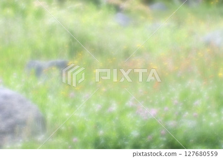 天然岩石花園，紅三葉草和蒲公英盛開 127680559