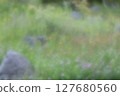 A natural rock garden with red clover and dandelions 127680560