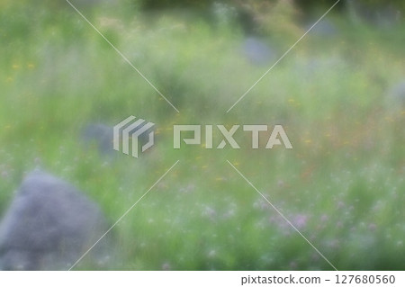 天然岩石花園，種植紅三葉草和蒲公英 127680560