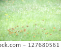 Korindanpopo blooming in the field 127680561