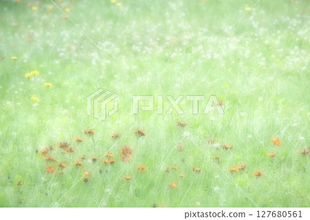 Korindanpopo 在田野裡開花 127680561