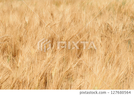Background of wheat field Background of wheat field 127680564