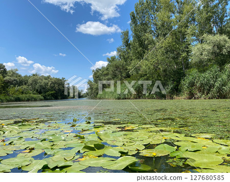 Water lilies in the river, untouched wildlife of Europe Water lilies in the river, untouched wildlife of Europe 127680585