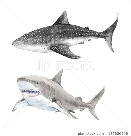 Realistic hand drawn whale shark and great white shark watercolor clipart. Ideal for ocean wildlife art, marine education, sea life decor, and underwater-themed creative projects. 127680596