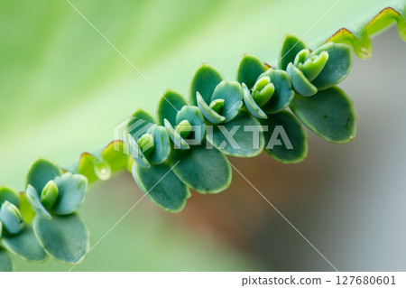Kalanchoe succulent plantlets growing along leaf edge closeup macro 127680601
