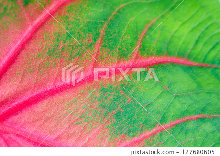 Macro of green and pink caladium leaf with vibrant pattern and texture Macro of green and pink caladium leaf with vibrant pattern and texture 127680605