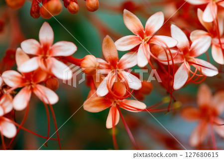 Closeup of Pagoda Flower Clerodendrum paniculatum tropical flowers with soft peach petals and red stamens in natural floral background Closeup of Pagoda Flower Clerodendrum paniculatum tropical flowers with soft peach petals and red stamens in natural floral background 127680615