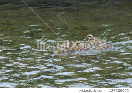 Spot-billed ducklings crossing the river Spot-billed ducklings crossing the river 127680635