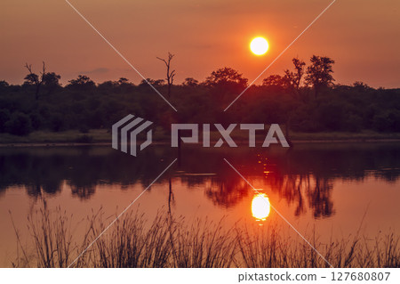 Sunrise in Greater Kruger National park, South Africa 127680807