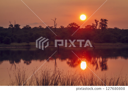 Sunrise in Greater Kruger National park, South Africa 127680808