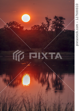 Sunrise in Greater Kruger National park, South Africa 127680810