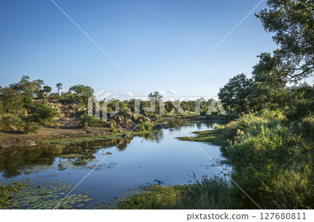 Sweeni hide in Greater Kruger National park, South Africa 127680811