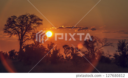 Sunset in Greater Kruger National park,  South Africa 127680812