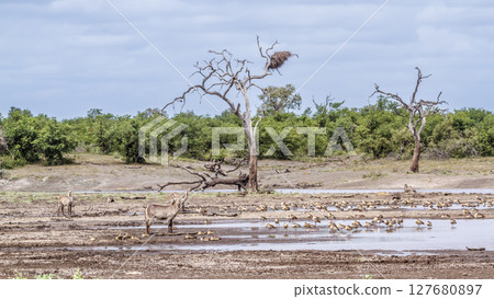 Lake during drought in Kruger National park, South Africa 127680897