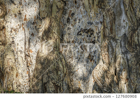 Detail of trunk bark 127680908