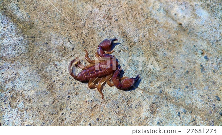 Detailed Scorpion Anatomy on Rough Stone. 127681273