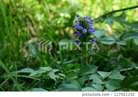 Summer flowers: Purple pitcher plant flowers Summer flowers: Purple pitcher plant flowers 127681292