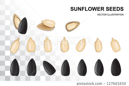 Sunflower seeds isolated, sun flower kernels vector icon. Realistic sun flower oil seeds, grains Sunflower seeds isolated, sun flower kernels vector icon. Realistic sun flower oil seeds, grains 127681650