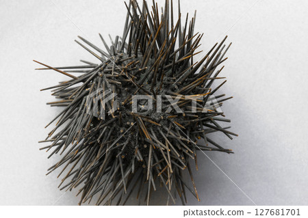 Black Sea Urchin With Yellow Spikes in White Background Surface Black Sea Urchin With Yellow Spikes in White Background Surface 127681701