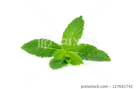 Mint leaves isolated. Peppermint leaf set, green fresh mint, spearmint menthol plant close up Mint leaves isolated. Peppermint leaf set, green fresh mint, spearmint menthol plant close up 127681742
