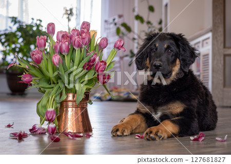 A Hovawart puppy at home. The dog lies next to a vase of tulips. 127681827
