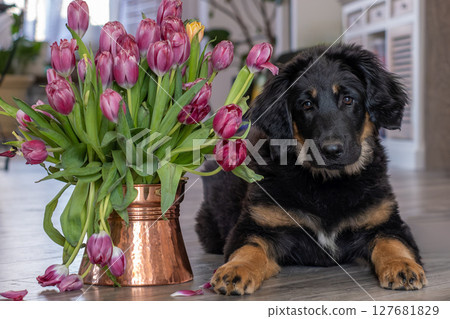A Hovawart puppy at home. The dog lies next to a vase of tulips. A Hovawart puppy at home. The dog lies next to a vase of tulips. 127681829