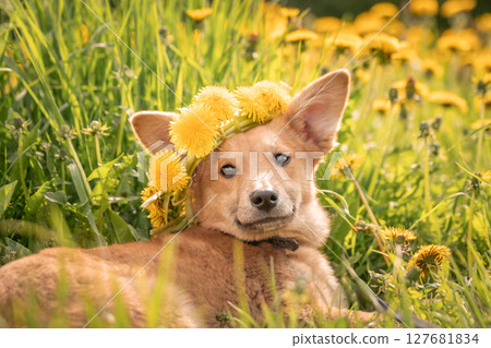 A lovely red puppy among yellow dandelions and luscious green grass. Dog with big ears 127681834