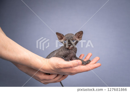 A small Sphynx kitten in a man's hands. Close-up of an elf with blue eyes 127681866