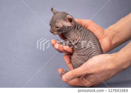 A small Sphynx kitten in a man's hands. Close-up of an elf with blue eyes 127681869