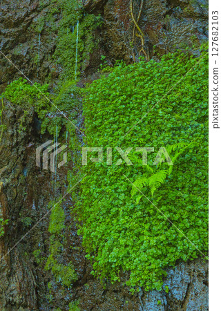 Plants hanging from the wall 127682103