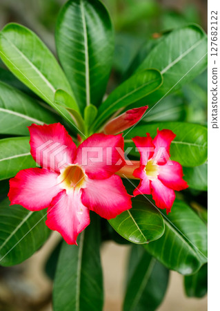 Two desert rose flowers with glossy green leaves in tropical setting 127682122