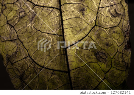 Close Up Dark Dried up Venous Leaf Texture Background Close Up Dark Dried up Venous Leaf Texture Background 127682141
