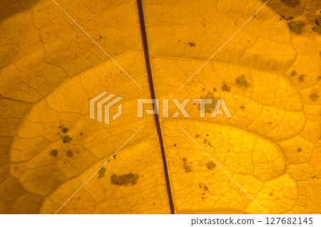 Close Up Yellow Leaf Texture Background Close Up Yellow Leaf Texture Background 127682145
